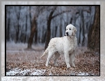 Młody, Golden retriever, Las